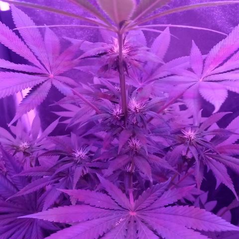 Einden mass mr hide growlog photo: Muy cerca del foco,tengo que montar slgo xa acortarlo, he subido el flores, ests bien bonica