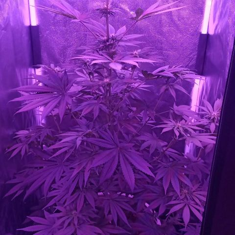 Einden mass mr hide growlog timeline photo