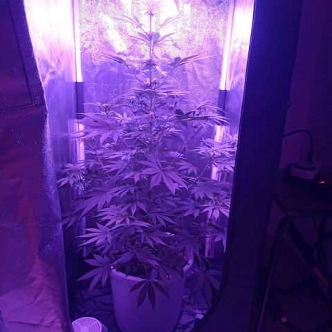 Einden mass mr hide growlog photo: La planta hace unos 90cm sin contar el tiesto ni las raices, sino hace 1.20 aprox