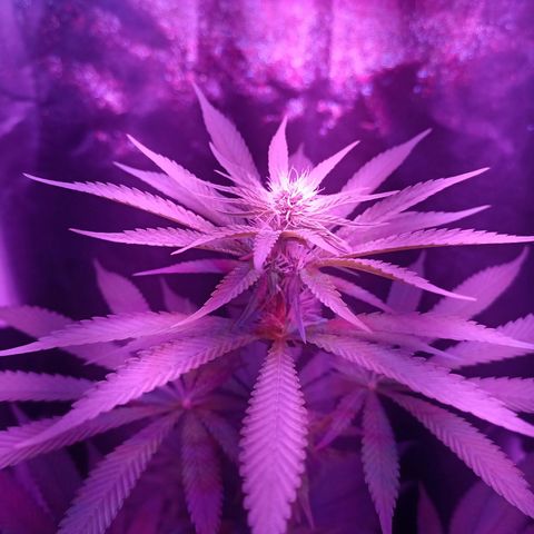Einden mass mr hide growlog timeline photo