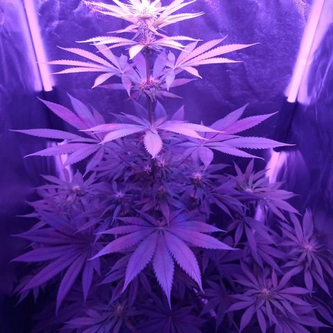 Einden mass mr hide growlog timeline photo