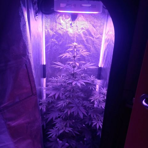 Einden mass mr hide growlog photo: Invento k me he montado xa subir el foco
