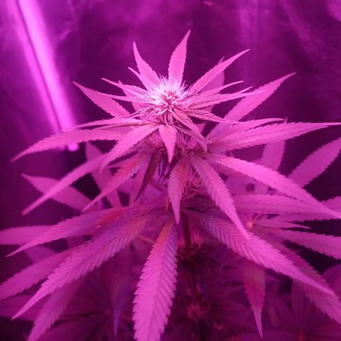 Einden mass mr hide growlog timeline photo