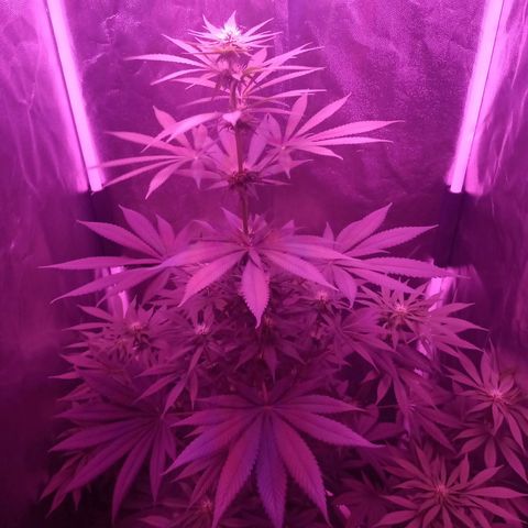Einden mass mr hide growlog timeline photo