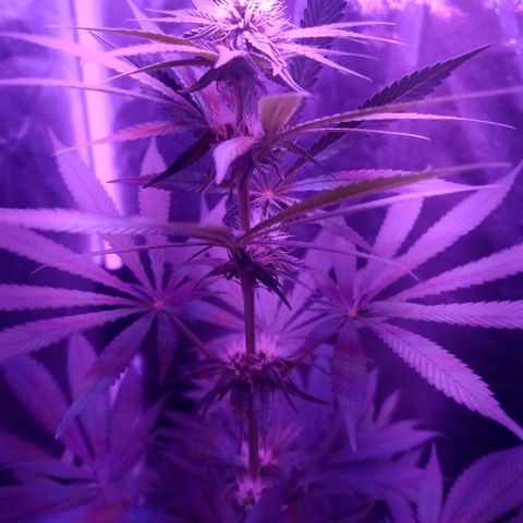 Einden mass mr hide growlog timeline photo