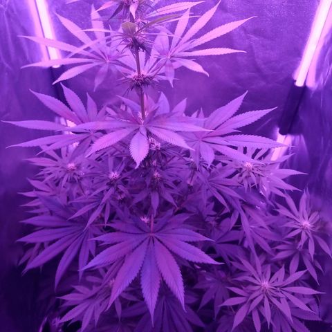 Einden mass mr hide growlog timeline photo