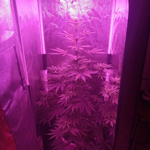 Einden mass mr hide growlog timeline photo