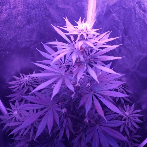 Einden mass mr hide growlog timeline photo
