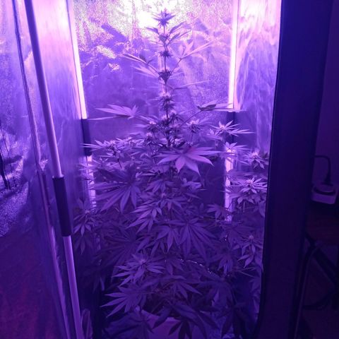 Einden mass mr hide growlog timeline photo