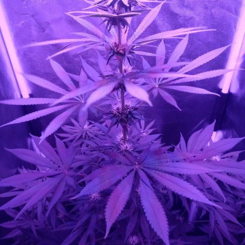 Einden mass mr hide growlog timeline photo