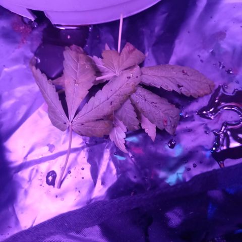 Einden mass mr hide growlog photo: Han caido unas hojas cmo si estuvieran podridas? Waaatafak?!