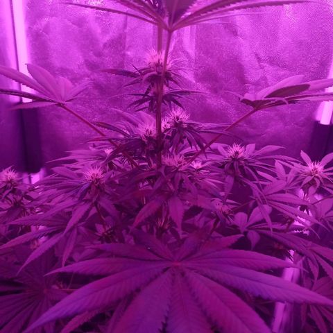 Einden mass mr hide growlog timeline photo