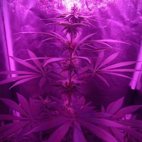 Einden mass mr hide growlog timeline photo