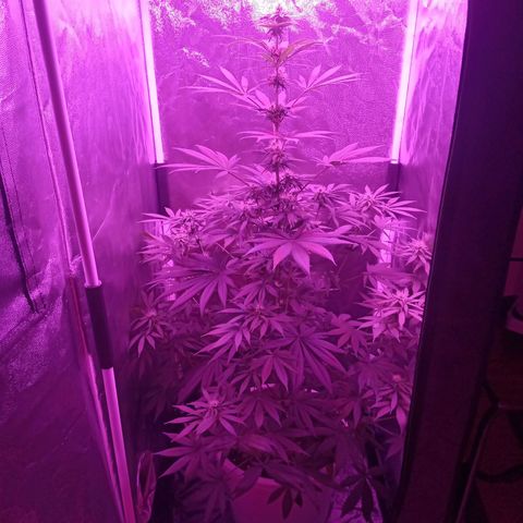 Einden mass mr hide growlog timeline photo