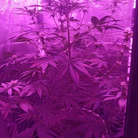 Einden mass mr hide growlog timeline photo
