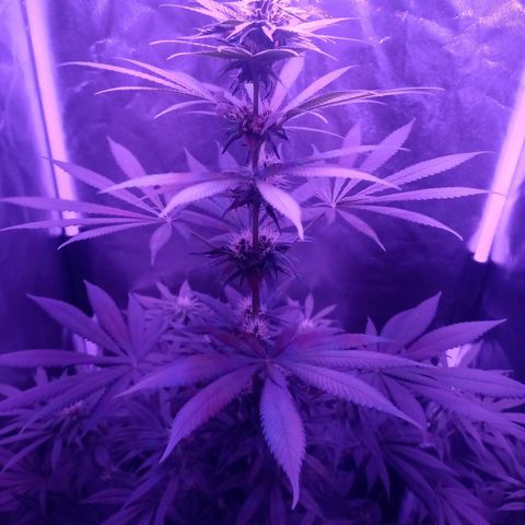 Einden mass mr hide growlog photo: Ya no crecera mas, mañana paso a periodo generativo 2