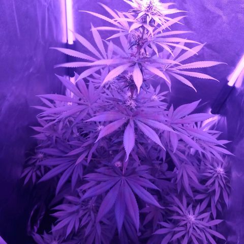 Einden mass mr hide growlog photo: Ya no crecera mas, mañana paso a periodo generativo 2