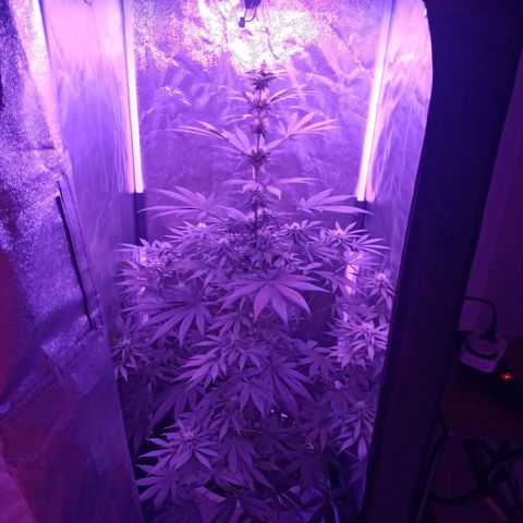 Einden mass mr hide growlog photo: Pocas hojas pequeñas y una grande de abajo tienen color verde claro, a ver si con el magnesio de hoy mejoran, no ha caido ninguna hoja mas 