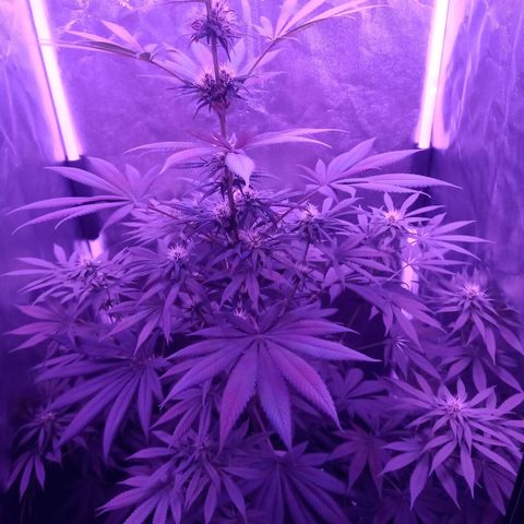 Einden mass mr hide growlog photo: Pocas hojas pequeñas y una grande de abajo tienen color verde claro, a ver si con el magnesio de hoy mejoran, no ha caido ninguna hoja mas 