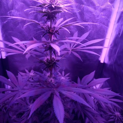 Einden mass mr hide growlog photo: Pocas hojas pequeñas y una grande de abajo tienen color verde claro, a ver si con el magnesio de hoy mejoran, no ha caido ninguna hoja mas 