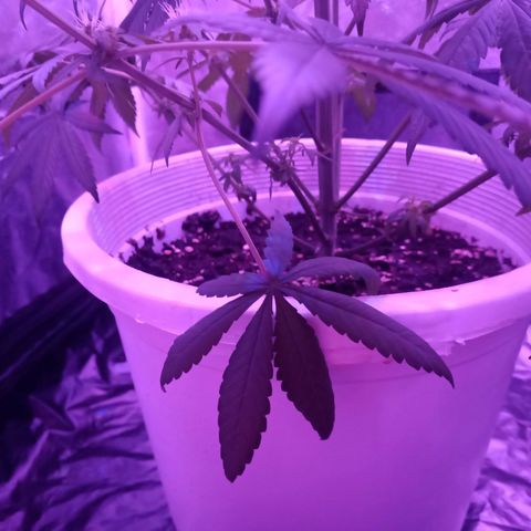 Einden mass mr hide growlog photo: Pocas hojas pequeñas y una grande de abajo tienen color verde claro, a ver si con el magnesio de hoy mejoran, no ha caido ninguna hoja mas 
