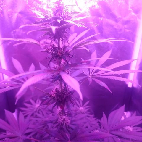 Einden mass mr hide growlog photo: Tres hojas caidas