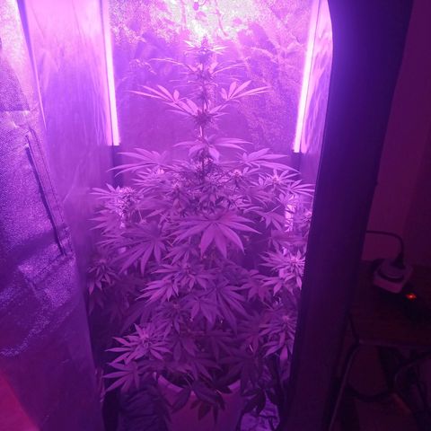 Einden mass mr hide growlog photo: Tres hojas caidas