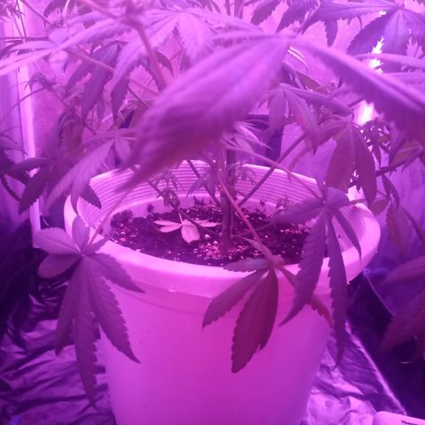 Einden mass mr hide growlog photo: Tres hojas caidas