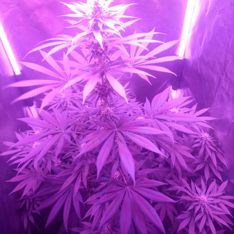 Einden mass mr hide growlog photo: Tres hojas caidas