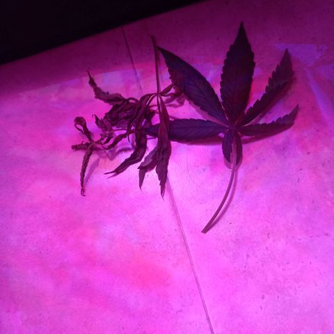 Einden mass mr hide growlog photo: 3 hojas mas caidas