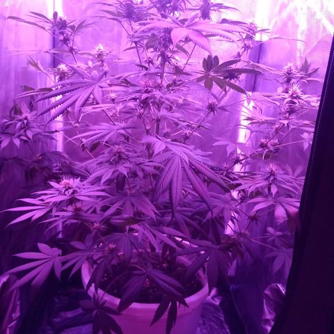 Einden mass mr hide growlog photo: 3 hojas mas caidas