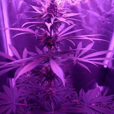 Einden mass mr hide growlog photo: 3 hojas mas caidas
