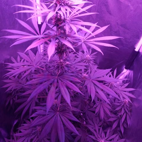Einden mass mr hide growlog photo: 3 hojas mas caidas