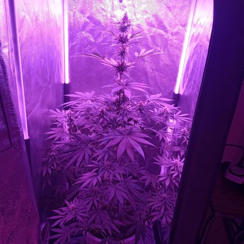 Einden mass mr hide growlog photo: 3 hojas mas caidas