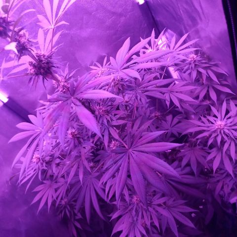Einden mass mr hide growlog timeline photo