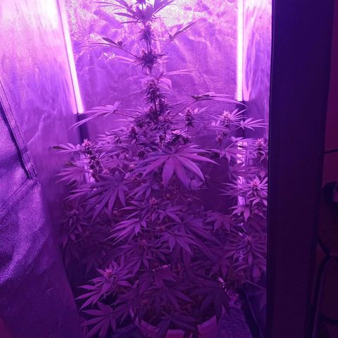 Einden mass mr hide growlog timeline photo