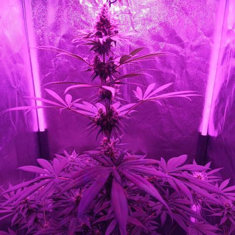 Einden mass mr hide growlog timeline photo