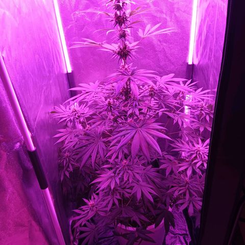 Einden mass mr hide growlog timeline photo