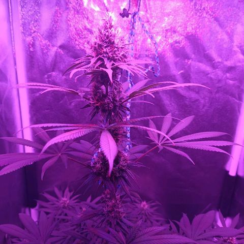 Einden mass mr hide growlog timeline photo