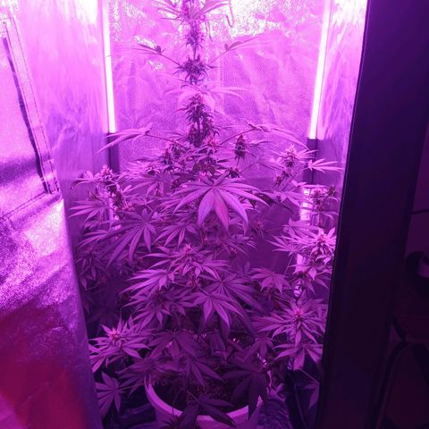 Einden mass mr hide growlog timeline photo