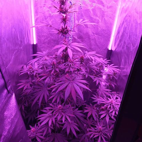 Einden mass mr hide growlog timeline photo