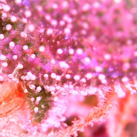 Einden mass mr hide growlog timeline photo