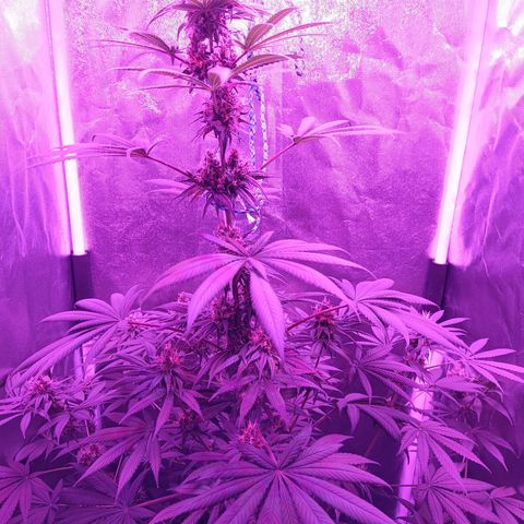 Einden mass mr hide growlog timeline photo