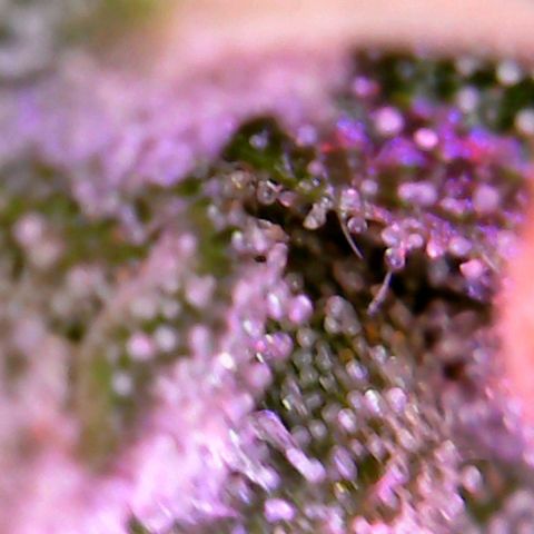 Einden mass mr hide growlog timeline photo