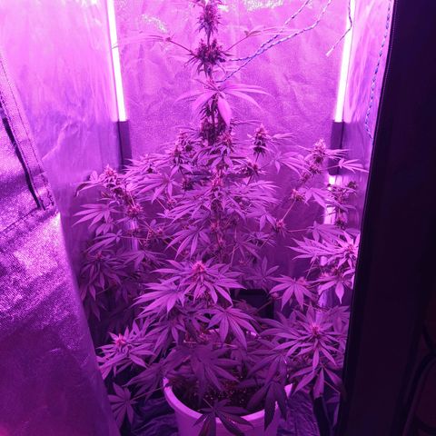 Einden mass mr hide growlog photo: He podado algunas hojas inservibles xa k le de mas luz al cogollo