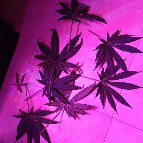 Einden mass mr hide growlog photo: He podado algunas hojas inservibles xa k le de mas luz al cogollo