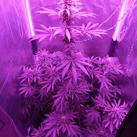 Einden mass mr hide growlog photo: He podado algunas hojas inservibles xa k le de mas luz al cogollo