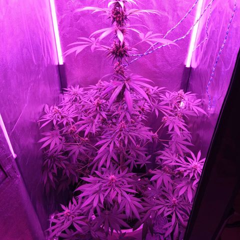 Einden mass mr hide growlog photo: Aun le queda para cortar