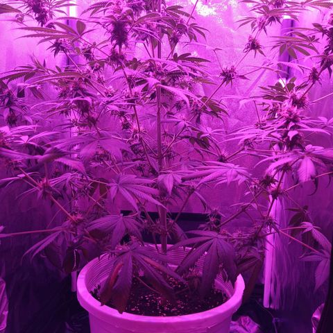 Einden mass mr hide growlog photo: Aun le queda para cortar
