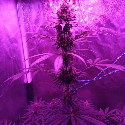 Einden mass mr hide growlog photo: Aun le queda para cortar